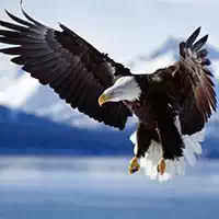 animals_jigsaw_puzzle_eagle ألعاب