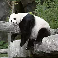 Toboggan Pandas