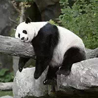 pandas_slide Jeux