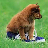 playful_puppy_outdoor_puzzle თამაშები