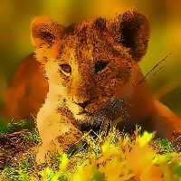 wild_baby_animals_jigsaw ហ្គេម